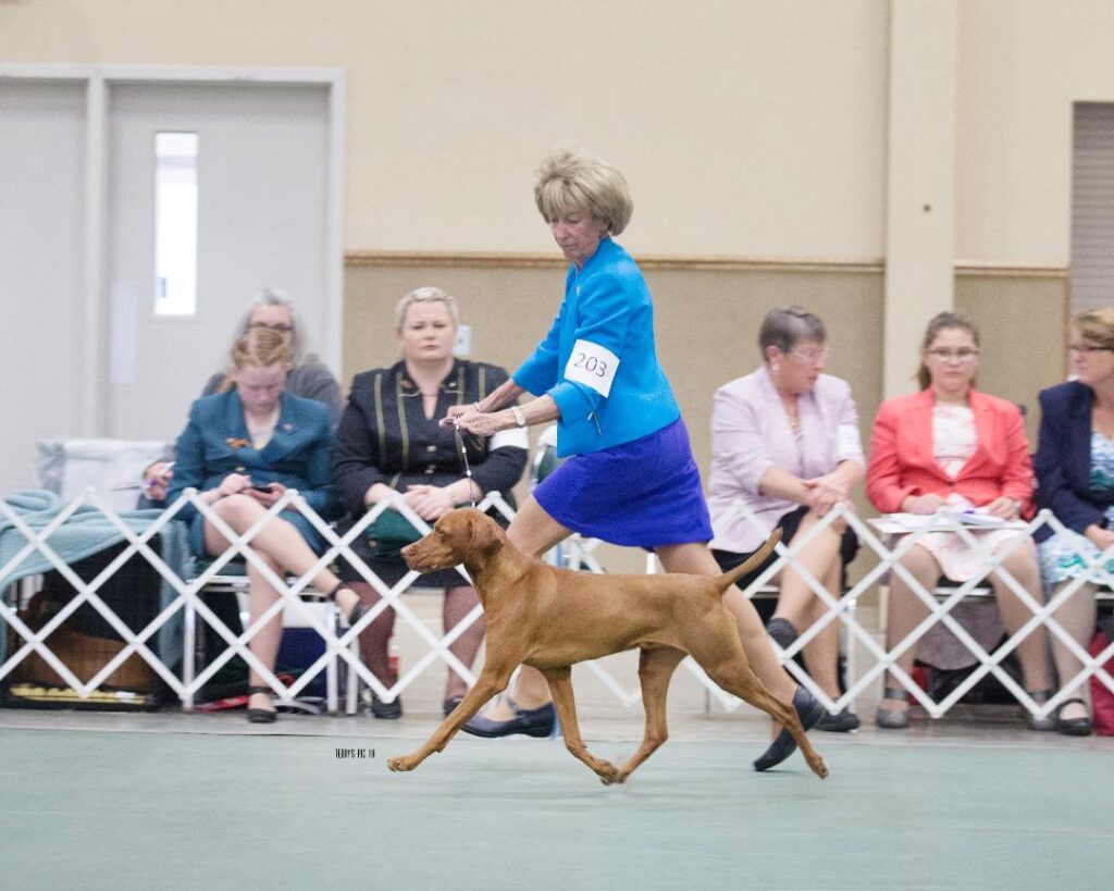 Judy on the move at a dog show