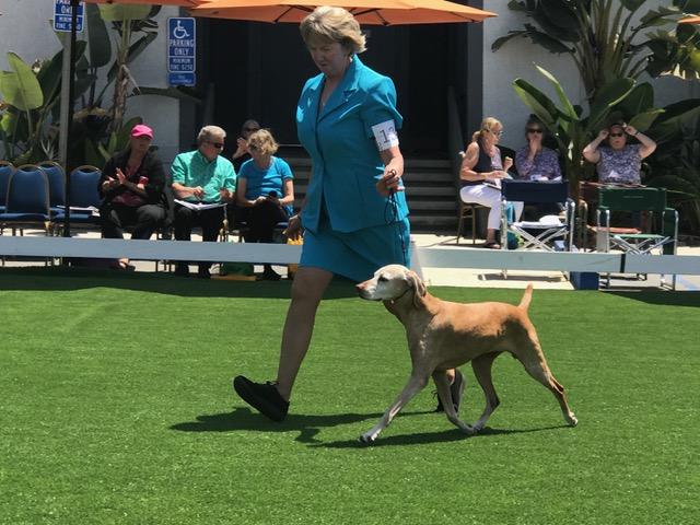 Ginger showing her Veteran dog