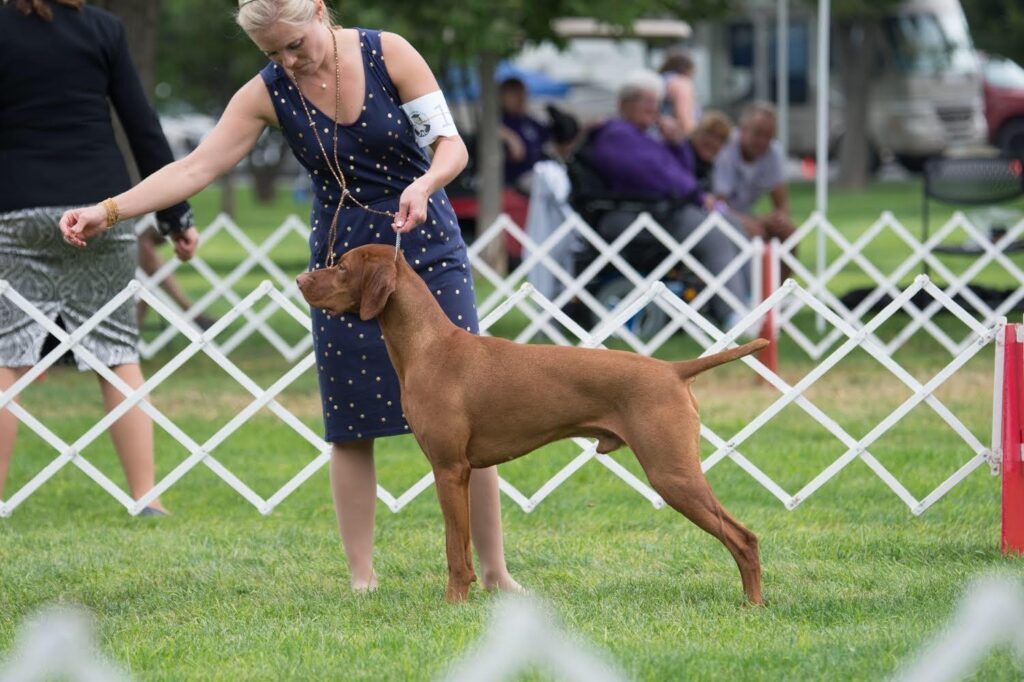 Erica working the dog show stack